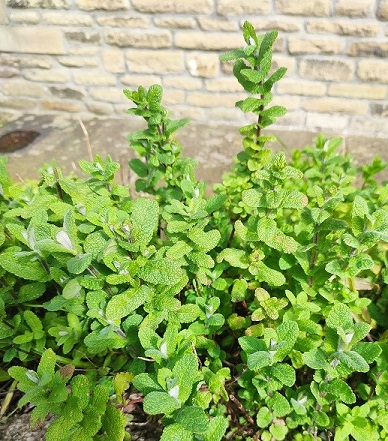 Mint bush