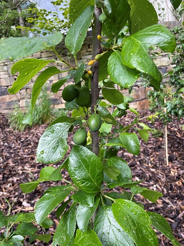 Plum tree